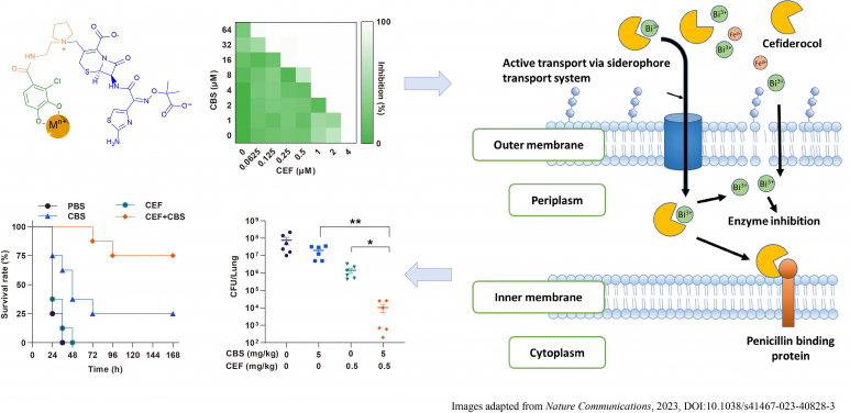 Figure 1. Bismuth and cefiderocol showed synergistic effect both in vitro and in vivo (lung infectious model) against PAO1, a strain of Pseudomonas aeruginosa, as a metallo-sideromycin complex transported actively into bacterial cells. Images adapted from Nature Communication, 2023, DOI: 10.1038/s41467-023-40828-3

 